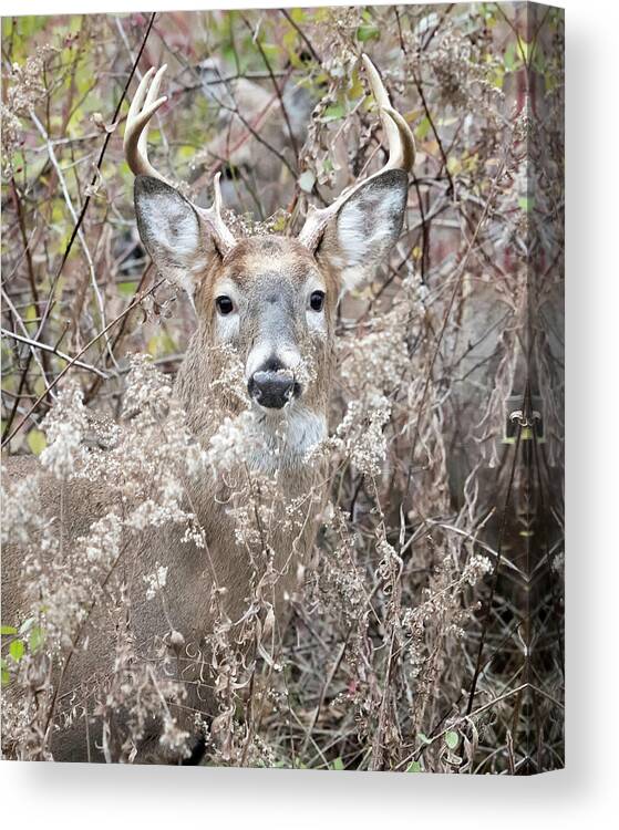 Deer Canvas Print featuring the photograph Hunters Dream by Everet Regal
