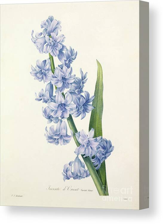 Hyacinthus Canvas Print featuring the drawing Hyacinth by Pierre Joseph Redoute