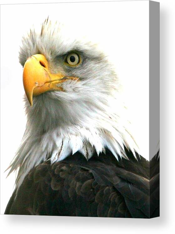 Bald Eagles Canvas Print featuring the digital art Iconic by Carrie OBrien Sibley