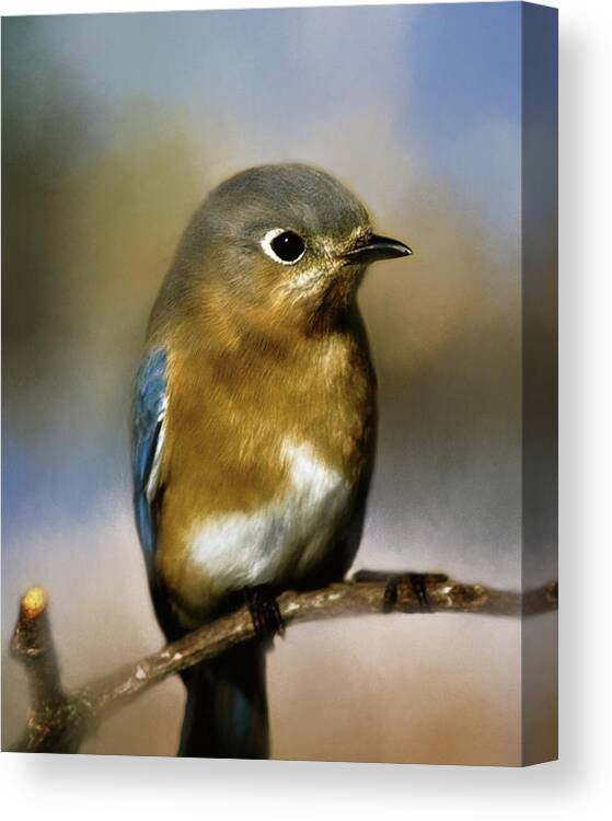 Animal Canvas Print featuring the photograph I'm a Bluebird by Lana Trussell