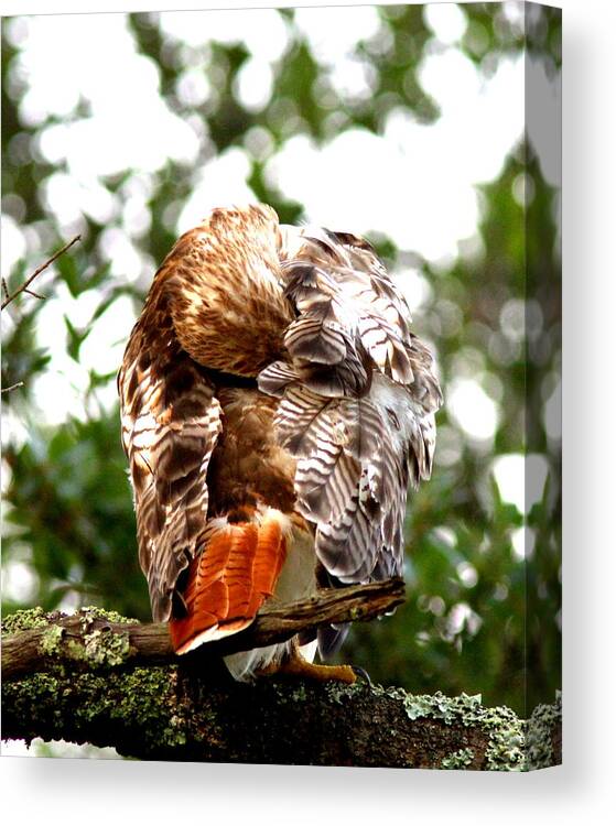 Red-tailed Hawk Canvas Print featuring the photograph IMG_1049-006 - Red-tailed Hawk by Travis Truelove