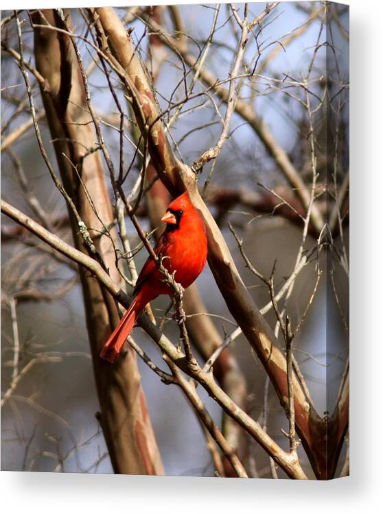 Northern Cardinal Canvas Print featuring the photograph IMG_1954-015 - Northern Cardinal by Travis Truelove