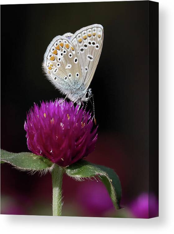 European Common Blue Butterfly Canvas Print featuring the photograph In the Spotlight by Doris Potter