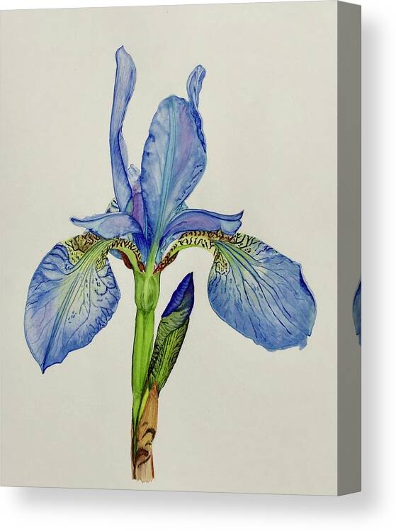 Bearded Blue Iris Canvas Print featuring the painting Iris You Were Here by Sonja Jones