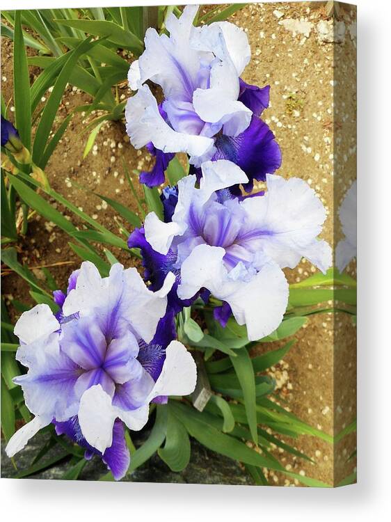 Iris Canvas Print featuring the photograph Irises 14 by Ron Kandt
