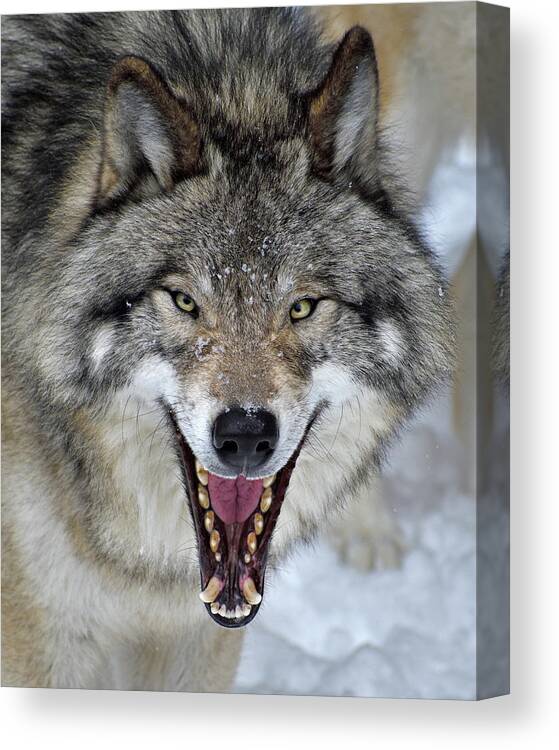 Timber Wolf Canvas Print featuring the photograph Joker by Tony Beck