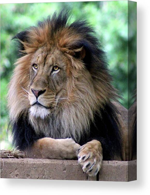 Lion Canvas Print featuring the photograph The King's Portrait by Ronda Ryan