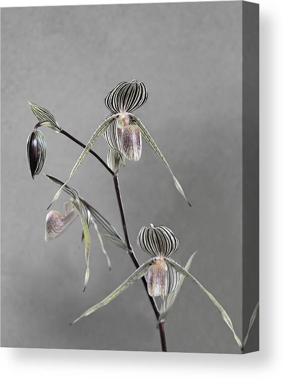 Lady Canvas Print featuring the photograph Lady Slipper Orchid by Viktor Savchenko