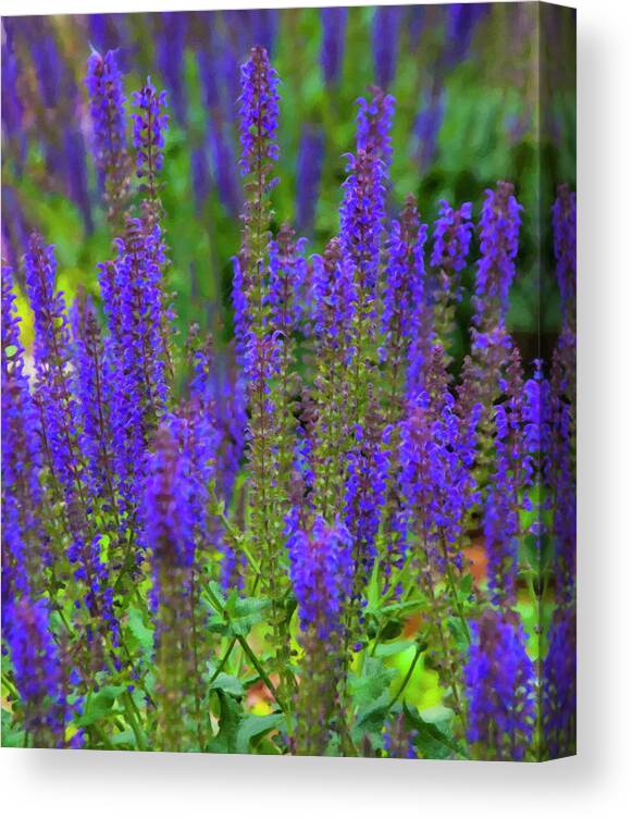 Lavender Canvas Print featuring the digital art Lavender Patch by Flees Photos