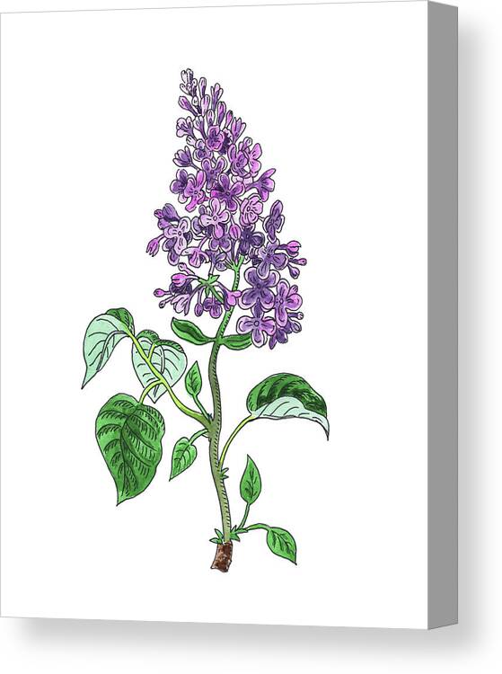 Lilac Canvas Print featuring the painting Lilac Flower Watercolor by Irina Sztukowski