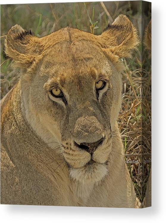Lion Canvas Print featuring the digital art Lioness by Larry Linton