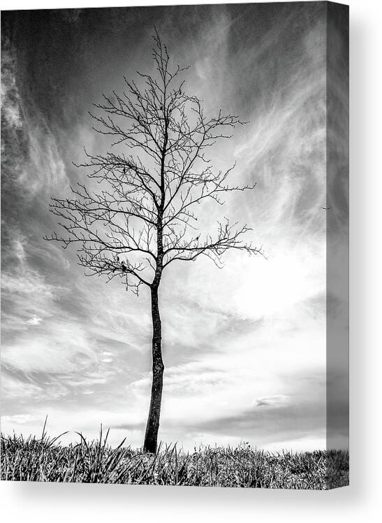 Tree Canvas Print featuring the photograph Little Tree by Roseanne Jones
