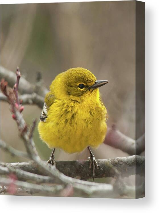 Pine Warbler Canvas Print featuring the photograph Little Yellow by Lara Ellis