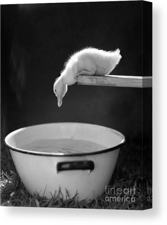 1940s Canvas Print featuring the photograph Look Before You Leap Duckling by Pound and ClassicStock