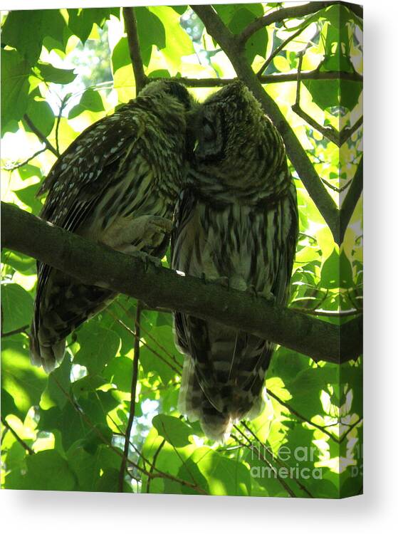 Owls Canvas Print featuring the photograph Love Owls by Lainie Wrightson
