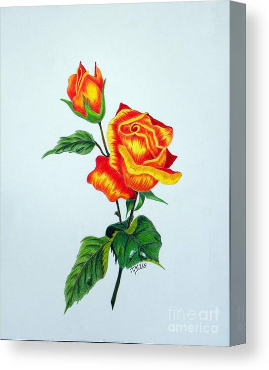 Rose Canvas Print featuring the drawing Lovely Rose by Terri Mills