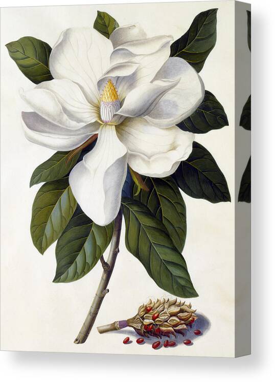 Magnolia Grandiflora Canvas Print featuring the painting Magnolia grandiflora by Georg Dionysius Ehret