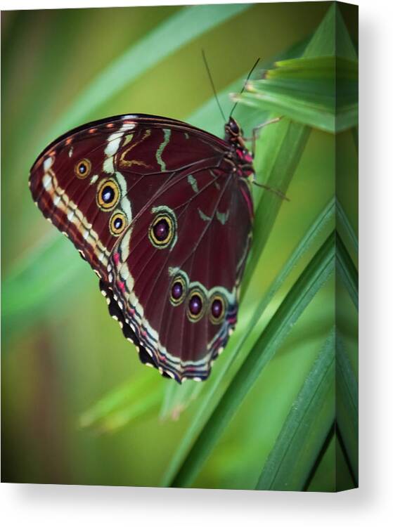Gorgeous Butterflies Canvas Print featuring the photograph MAJESTY of NATURE by Karen Wiles