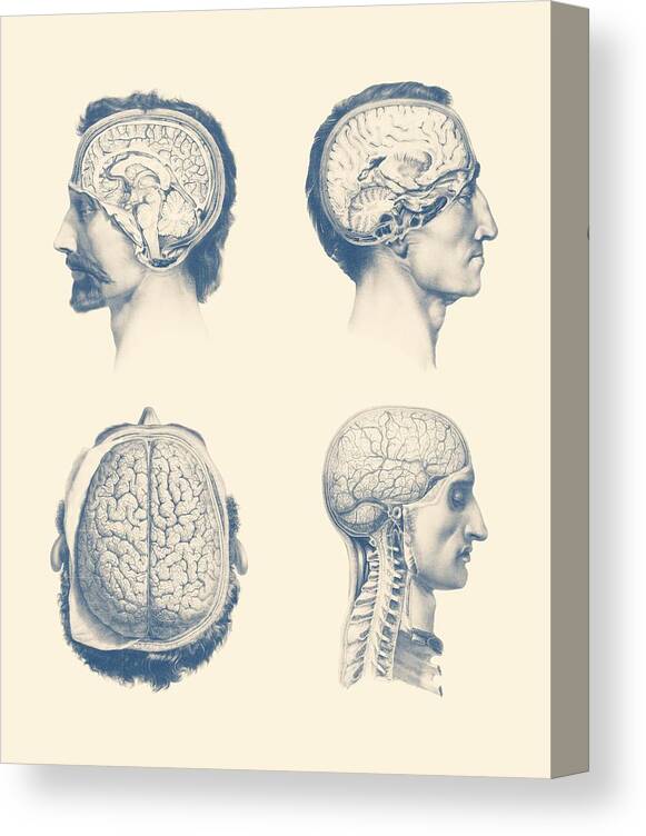 Spinal Cord Canvas Print featuring the mixed media Male Brain Anatomy - Multi-View by Vintage Anatomy Prints