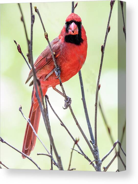 Cardinal Canvas Print featuring the photograph Male Cardinal Perched On Budding Stem by William Bitman