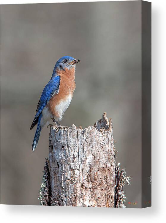 Nature Canvas Print featuring the photograph Male Eastern Bluebird Singing DSB0287 by Gerry Gantt