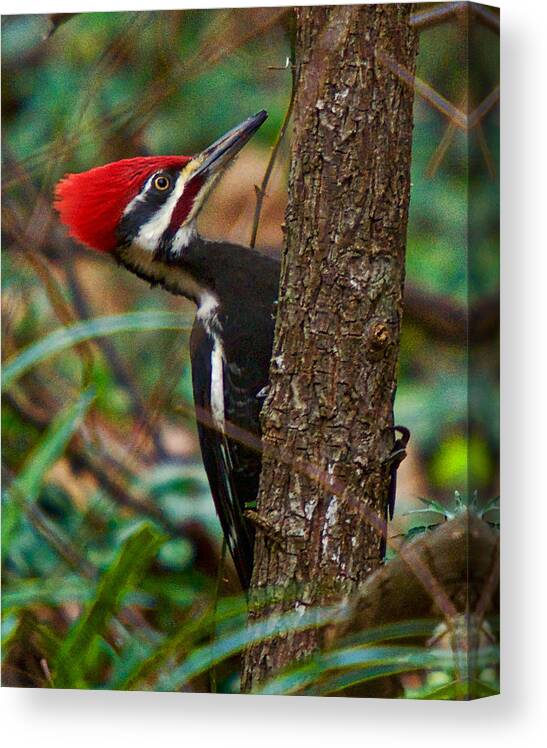 Pileated Woodpecker Canvas Print featuring the photograph Male Pileated WoodPecker by Robert L Jackson