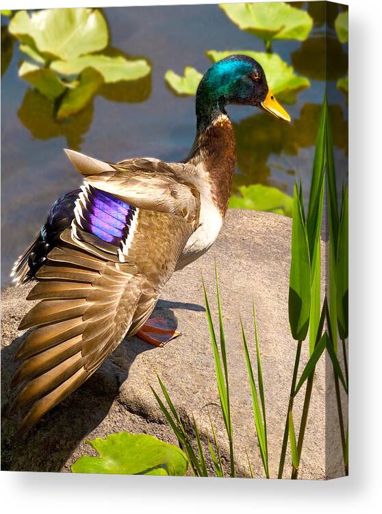 Mallard Duck In The Sun At Rockland Lake New York Nature Fine Art Photography Print Wall Canvas Print featuring the photograph Mallard Duck on Rock by Jerry Cowart