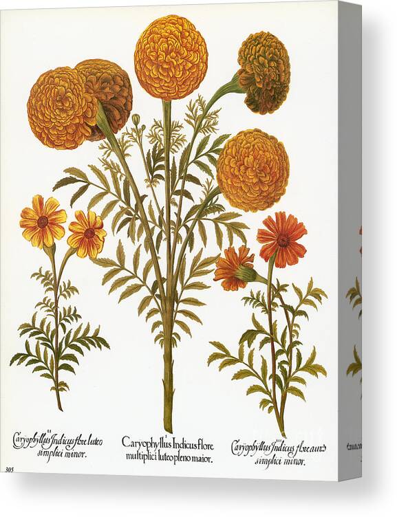 1613 Canvas Print featuring the photograph Marigolds, 1613 by Granger