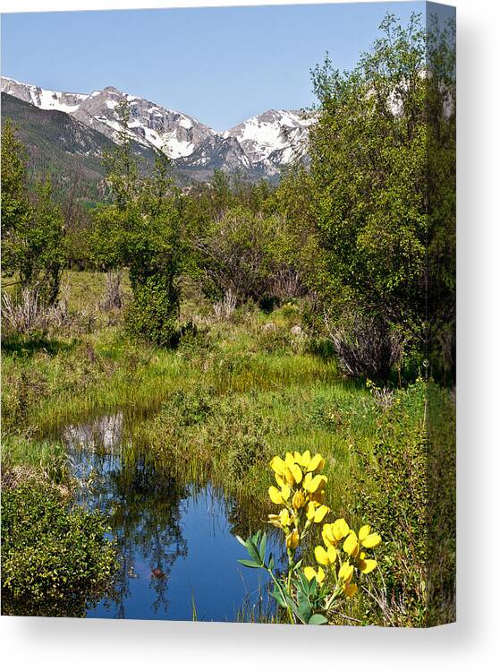 Rocky Mountain National Park Canvas Print featuring the photograph Meadow and Wild Flowers and Mountains by Betty Eich