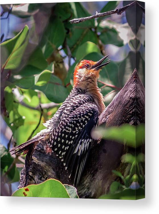America Canvas Print featuring the photograph Melanerpes carolinus by Traveler's Pics