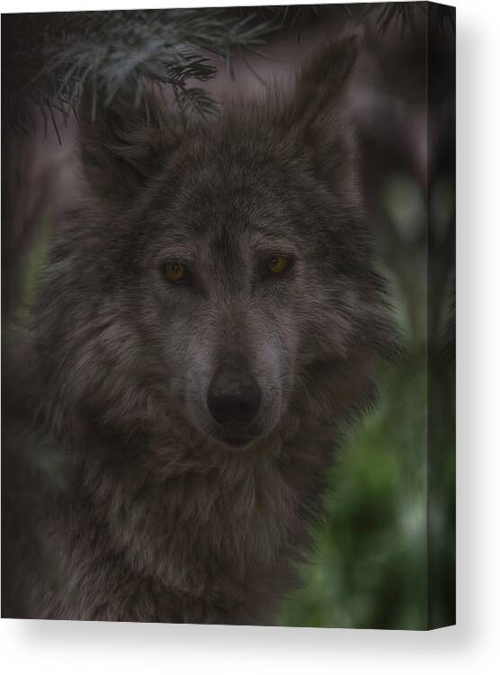 Animal Canvas Print featuring the photograph Mexican Grey Wolf by Brian Cross
