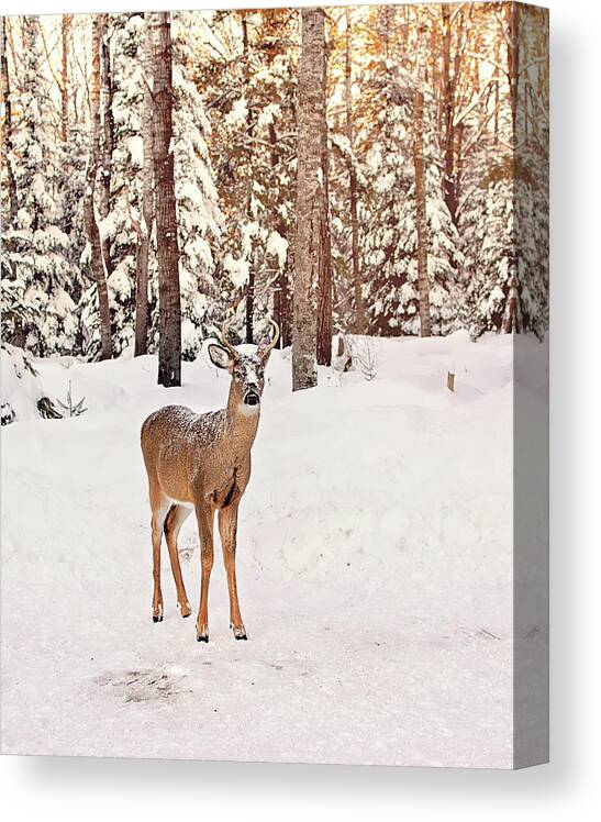 Michigan Whitetail Deer Canvas Print featuring the photograph Michigan Whitetail Print by Gwen Gibson