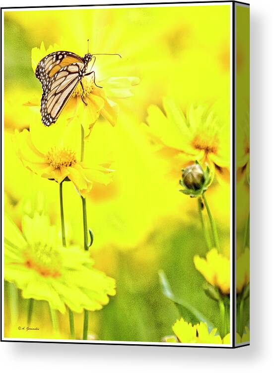 Monarch Butterfly Canvas Print featuring the digital art Monarch Butterfly on Tickseed Flowers by A Macarthur Gurmankin