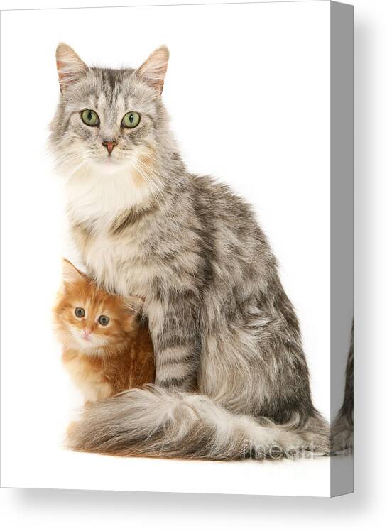 Maine Coon Canvas Print featuring the photograph Mother cat and Ginger kitten by Warren Photographic