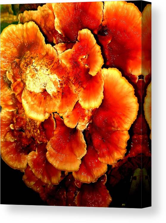 Lakeview Canvas Print featuring the photograph Mushroom by Aron Chervin