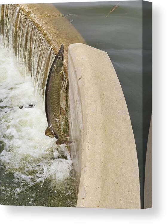Muskie Canvas Print featuring the photograph Muskie 3 - Lake Wingra - Madison - Wisconsin by Steven Ralser