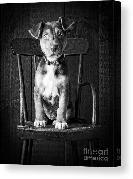 Mutt Black And White Canvas Print featuring the photograph Mutt Black and White by Edward Fielding
