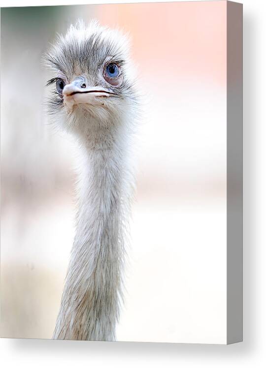 Ostrich Canvas Print featuring the photograph Natural Beauty by Fulvio Pellegrini