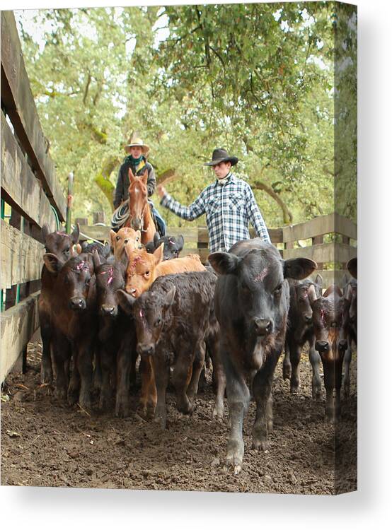 Cowboy Canvas Print featuring the photograph Nick Pushin Calves by Diane Bohna