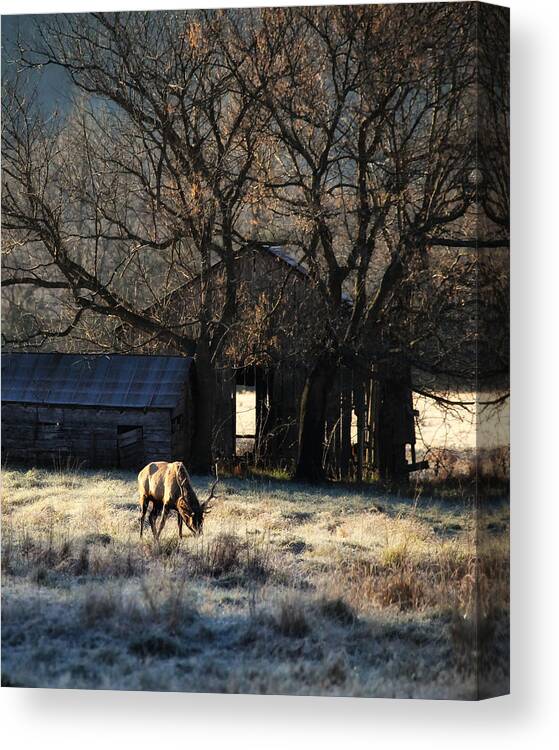 Elk Canvas Print featuring the photograph November Sunrise by Michael Dougherty