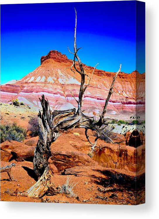 Vermilion Cliff/ Paria Wilderness Area Canvas Print featuring the photograph Old-Timer by Frank Houck