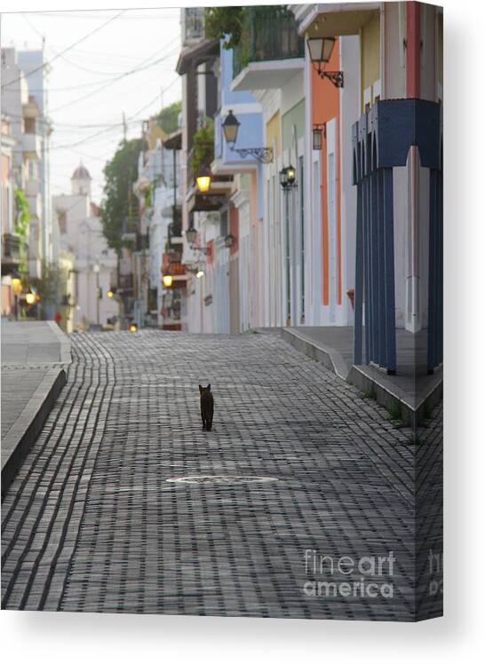 San Juan Canvas Print featuring the photograph Old Town Alley Cat by Suzanne Oesterling