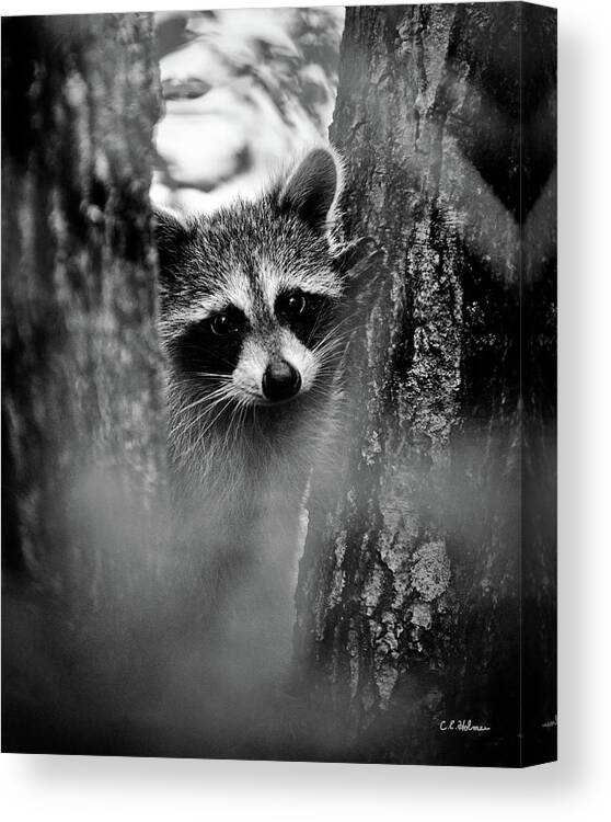 Racoon Canvas Print featuring the photograph On Watch - BW by Christopher Holmes
