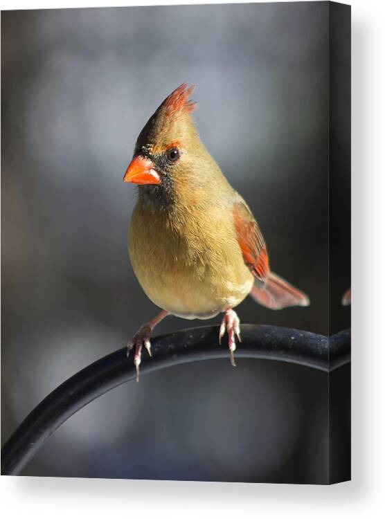 Cardinal Canvas Print featuring the photograph One of Many by Ben Shields