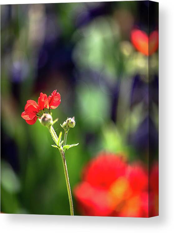 Flower Canvas Print featuring the photograph One of Many or One of a Kind by Jennifer Grossnickle