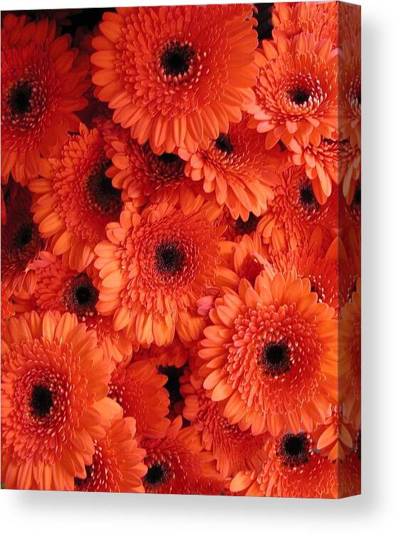 Flowers Canvas Print featuring the photograph Orange Daisies by Tom Reynen
