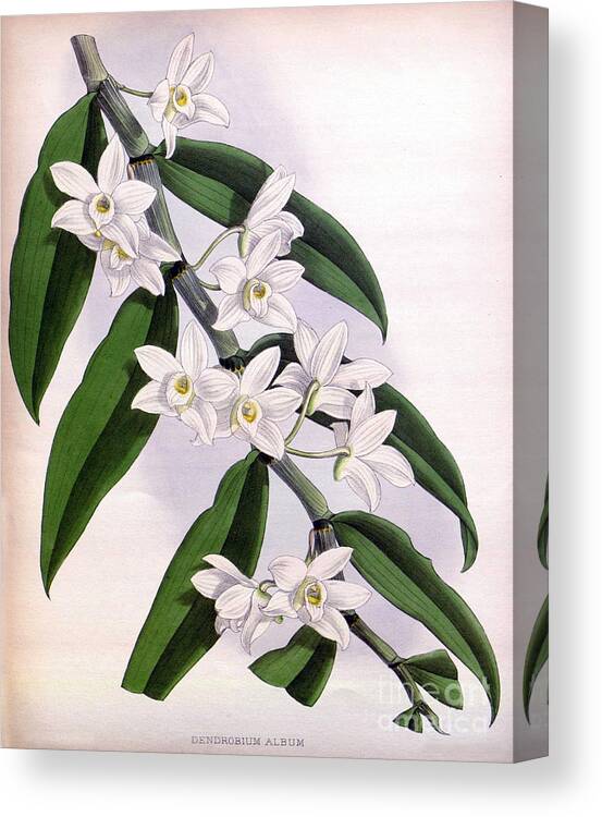 Horticulture Canvas Print featuring the photograph Orchid, Dendrobium Album, 1891 by Biodiversity Heritage Library
