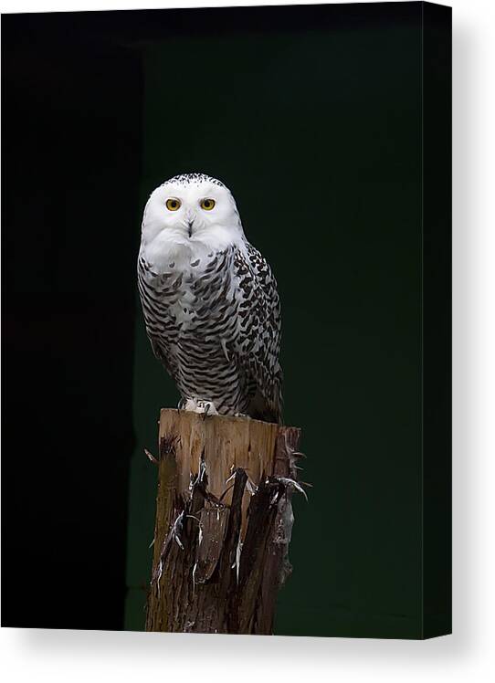 Nature Canvas Print featuring the photograph Owl by Gouzel -