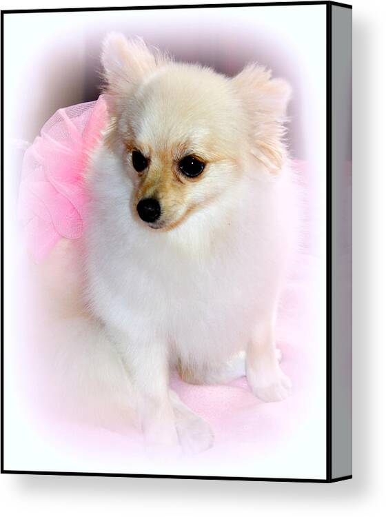 Pomeranian Canvas Print featuring the photograph Pampered Pomeranian by Kathy White