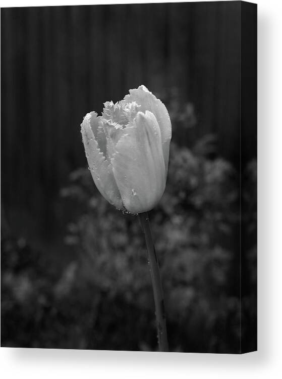 Parrot Tulip Canvas Print featuring the photograph Parrot Tulip by Ian Barber